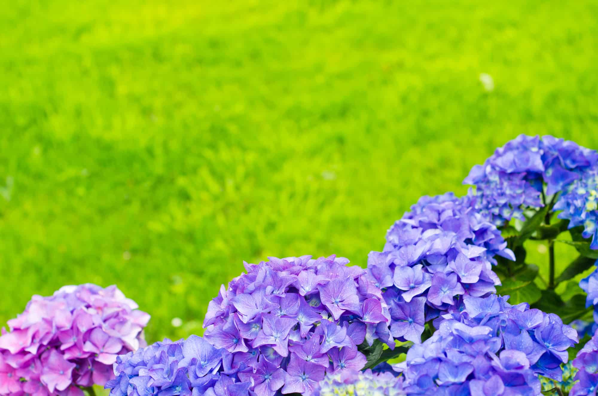 Major Domo Advantage Estate Management Testimonial