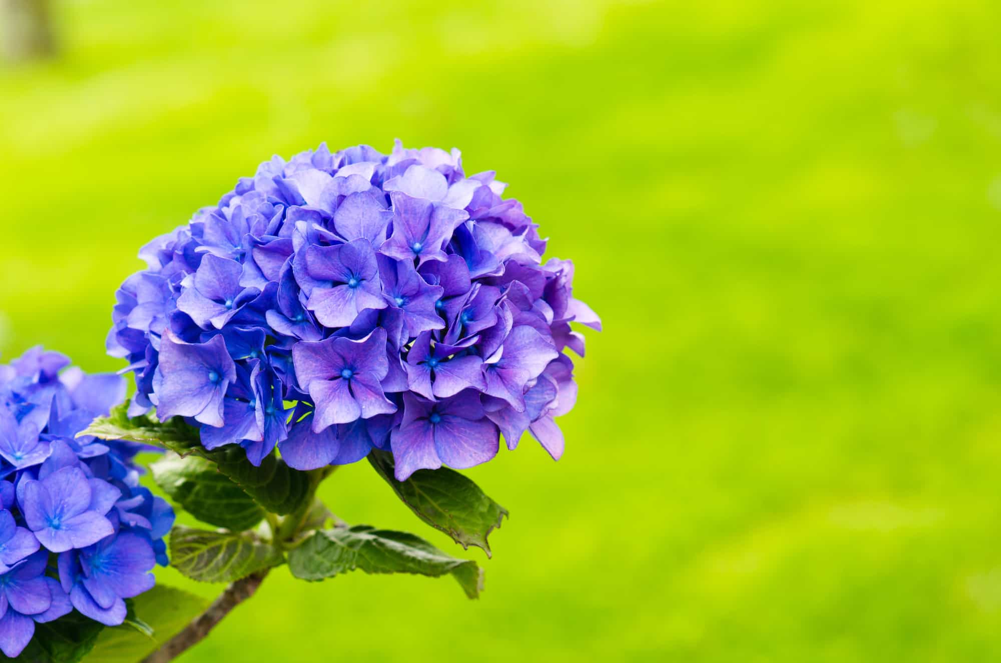 Review Of Estate Management For Major Domo Advantage